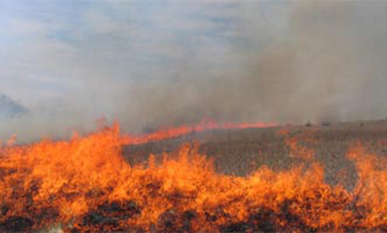 انتظار روستائیان برای مهار آتش سوزی مزارع در سریع ترین زمان ممکن