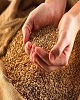 امسال ۷۰ هزار تن گندم بیش از نیاز استان ایلام تولید شده است