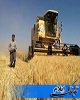ارسال فایل های ۱۰۳ هزار تن گندم خریداری از کشاورزان به بانک کشاورزی