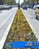 آغاز عملیات کاشت گل های فصلی بهاره و تابستانی در سطح شهر ایلام