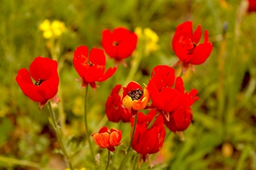 جاذبههای گردشگری و توریستی خوزستان + عکس جاذبههای گردشگری و توریستی خوزستان + عکس