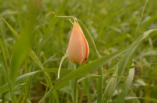 جاذبههای گردشگری و توریستی خوزستان + عکس جاذبههای گردشگری و توریستی خوزستان + عکس