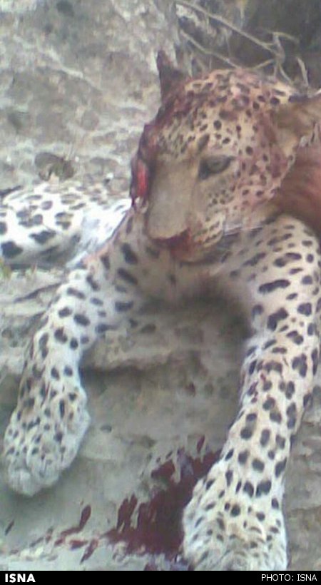 باز هم شکار پلنگ +عکس