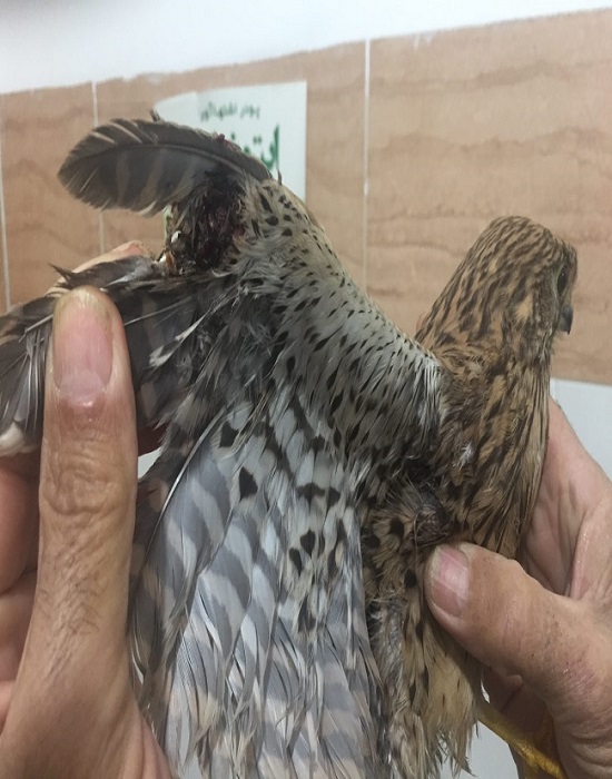 شکار ماهرانه سه قطعه پرنده شکاری طی هفته اخیر در استان/ ضرورت حمایت از پرندگان در حال انقراض