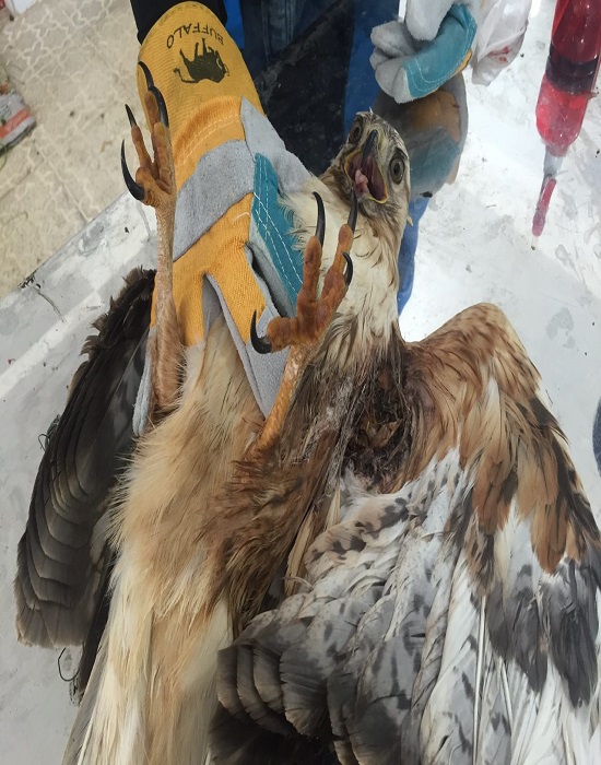 شکار ماهرانه سه قطعه پرنده شکاری طی هفته اخیر در استان/ ضرورت حمایت از پرندگان در حال انقراض