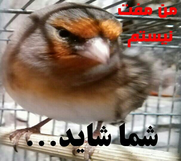 گزینش مدیر منهای آزمون و حسابکشی، یعنی همان سنگ مفت گنجشک مفت معروف گزینش مدیر منهای آزمون و حسابکشی، یعنی همان سنگ مفت گنجشک مفت معروف