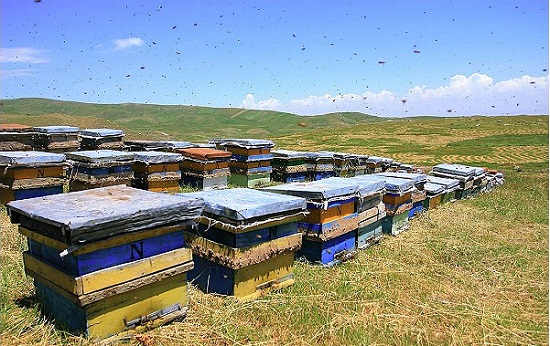 1100 تن عسل بهاره فارس برداشت شد 1100 تن عسل بهاره فارس برداشت شد