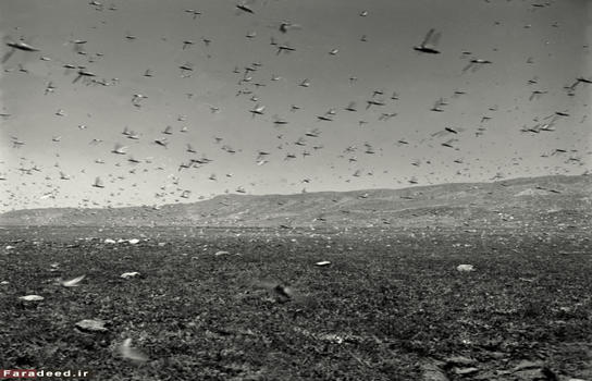 همکاری آمریکا و شوروی برای شیراز/عکس