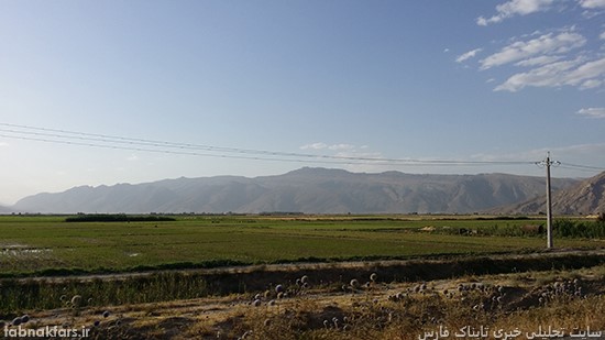 شالیزارهای بزرگ برنج در استانی که آب خوردن ندارد!!!/عکس شالیزارهای بزرگ برنج در استانی که آب خوردن ندارد!!!/عکس