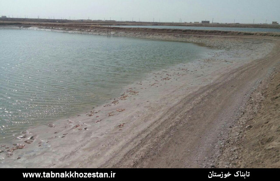 لکه سفیدی که نفس میگوی خوزستان را بُرید/ به داد سرمایه گذاران بومی برسید لکه سفیدی که نفس میگوی خوزستان را بُرید/ به داد سرمایه گذاران بومی برسید