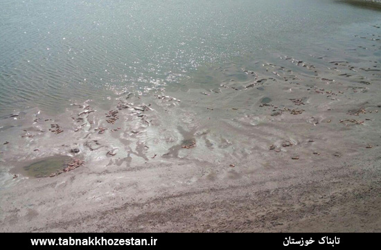 لکه سفیدی که نفس میگوی خوزستان را بُرید/ به داد سرمایه گذاران بومی برسید لکه سفیدی که نفس میگوی خوزستان را بُرید/ به داد سرمایه گذاران بومی برسید