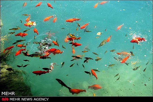آکواریوم طبیعی کوهبنان اعجاز طبیعت کرمان