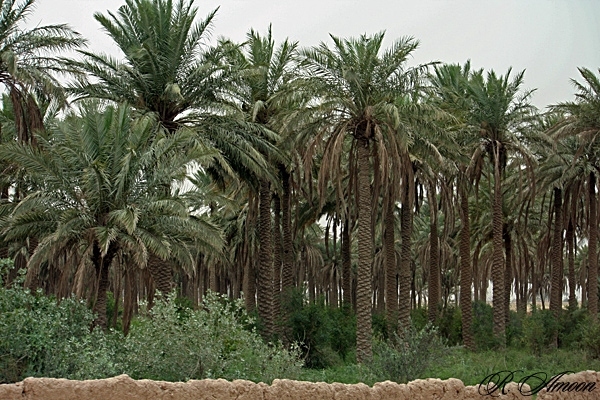 فاز نخست طرح ۵۵۰ هزار هکتاری تیرماه سال آینده تکمیل می شود فاز نخست طرح ۵۵۰ هزار هکتاری تیرماه سال آینده تکمیل می شود