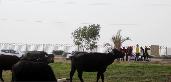 چرا در برخورد با معضل پرسه گاومیشها در پارکهای اهواز کوتاهی میشود چرا در برخورد با معضل پرسه گاومیشها در پارکهای اهواز کوتاهی میشود
