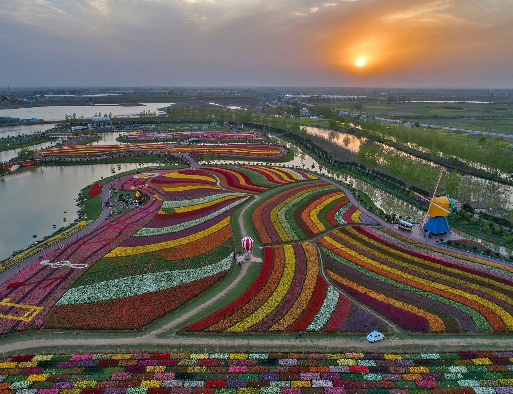 ۳۰ میلیون گل لاله در یک جا +عکس