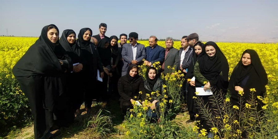 افزایش 50 درصدی کشت کلزا در استان /ذخیره سالانه ۷۰ هزار تن گندم در سیلوها مهران