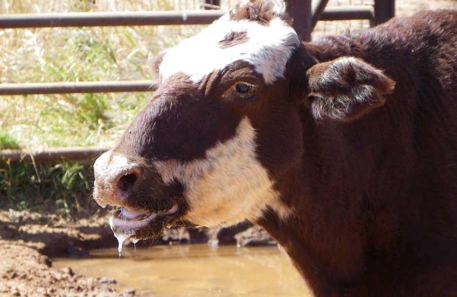 هشدار بهداشتی دامپزشکی قزوین با موضوع تب برفکی هشدار بهداشتی دامپزشکی قزوین با موضوع تب برفکی