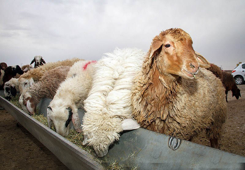 باند حرفهای سارقان احشام در تاکستان متلاشی شد باند حرفهای سارقان احشام در تاکستان متلاشی شد