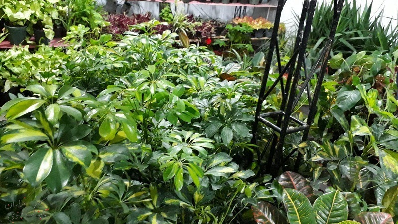 تصاویر زیبا از نمایشگاه گل و گیاه بیرجند تصاویر زیبا از نمایشگاه گل و گیاه بیرجند