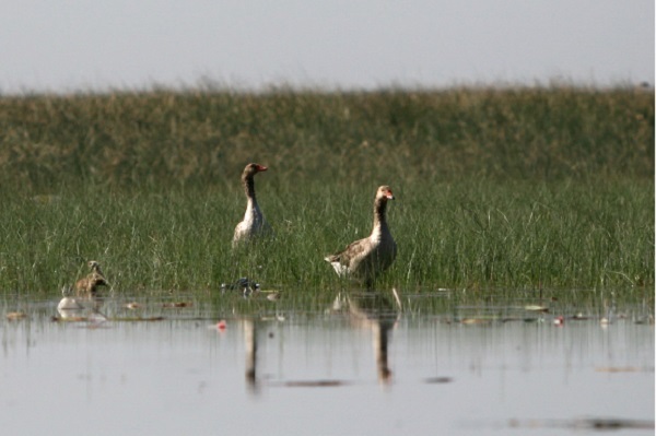 ادامه فصل ممنوعیت شکار پرندگان در خوزستان تا مهرماه ادامه فصل ممنوعیت شکار پرندگان در خوزستان تا مهرماه