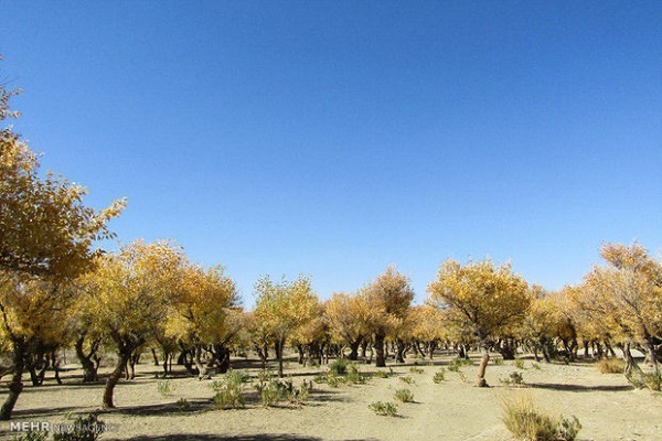 جنگل‌های طبیعی خوزستان در حال از بین رفتن هستند