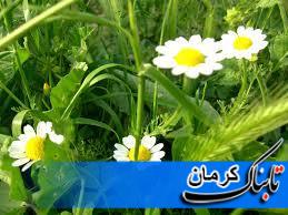 بهره وری مناسب از آب با کاشت گیاهان با نیاز آبی کم در شهربابک