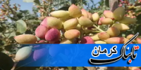 برداشت پسته در شهرستان ارزوئیه