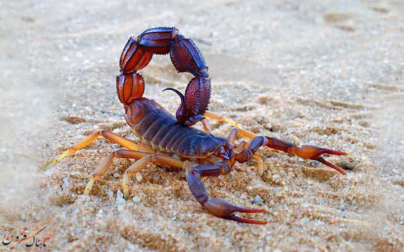 ۴ هزار عقرب در یک اتوبوس بین ‌شهری قزوین کشف شد