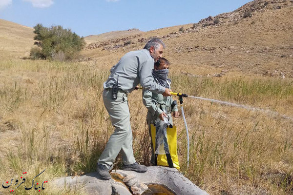 نشانه ای از بیماری طاعون در حیات وحش باشگل مشاهده نشده است نشانه ای از بیماری طاعون در حیات وحش باشگل مشاهده نشده است