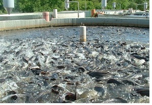 یکی از رسالتهای شرکت نگاه محیطی زیستی به منطقه است / عملکرد توسعه نیشکر در بحث استفاده از زهآب مصداق تبدیل یک تهدید به یک فرصت است