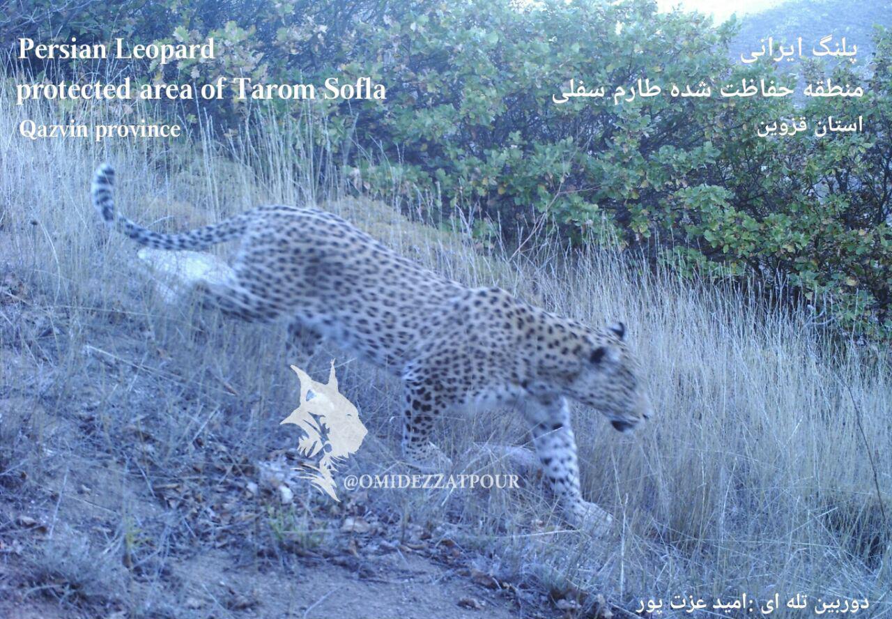 تصویر پلنگ در منطقه طارم قزوین تصویر پلنگ در منطقه طارم قزوین