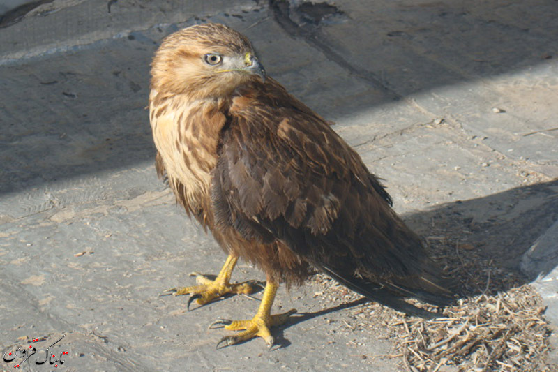 یک بهله سارگپه و 2 قطعه کبک در البرز به دامن طبیعت برگشتند