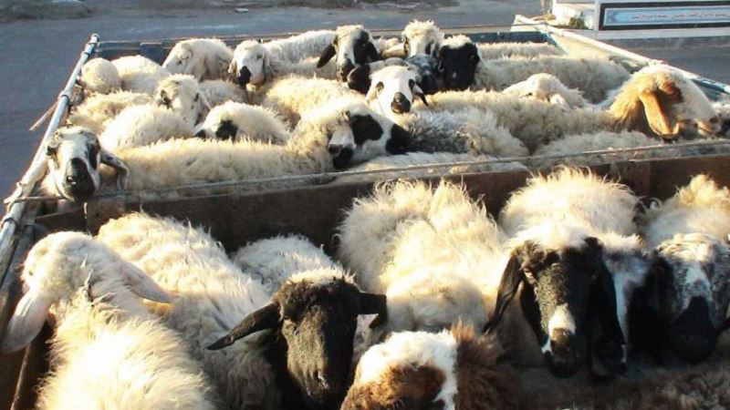 سارقان احشام در بوئين زهرا دستگیر شدند سارقان احشام در بوئين زهرا دستگیر شدند