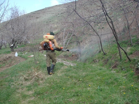 مبارزه با آفت ملخ در سطح ۱۰۰۰هکتار از اراضی کشاورزی شهرستان قزوین