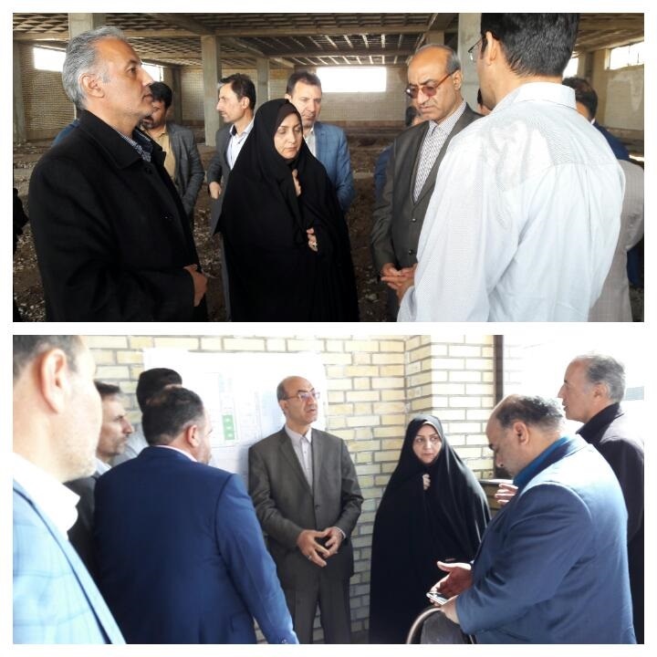 استان قزوین قطب تولید ماهیان زینتی کشور می‌شود