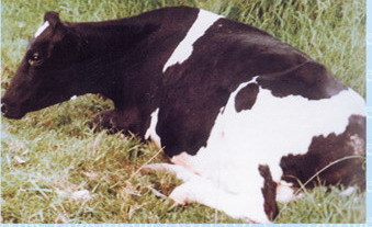 هشدار دامپزشکی قزوین در خصوص بیماری تب سه روزه هشدار دامپزشکی قزوین در خصوص بیماری تب سه روزه