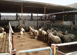 افتتاح پرواربندی بره ۵۰۰ راسی در شهرستان هرسین در دهه فجر افتتاح پرواربندی بره ۵۰۰ راسی در شهرستان هرسین در دهه فجر