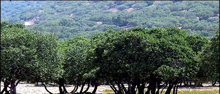 معرفی آثار تاریخی و جاذبه های گردشگری استان فارس/حافظیه، باغ ارم، دریاچه سد تنگاب، جنگل دشت موک