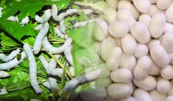 توزیع 40 هزار جعبه تخم نوغان بین نوغانداران کشور توزیع 40 هزار جعبه تخم نوغان بین نوغانداران کشور