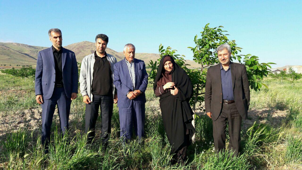 طرح باغ گردوی مدرن در بخش کوهین قزوین طرح باغ گردوی مدرن در بخش کوهین قزوین