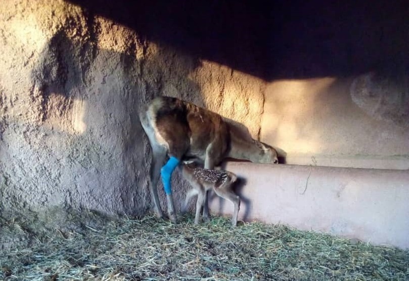 جراحی موفقیت آمیز یک مرال در قزوین جراحی موفقیت آمیز یک مرال در قزوین