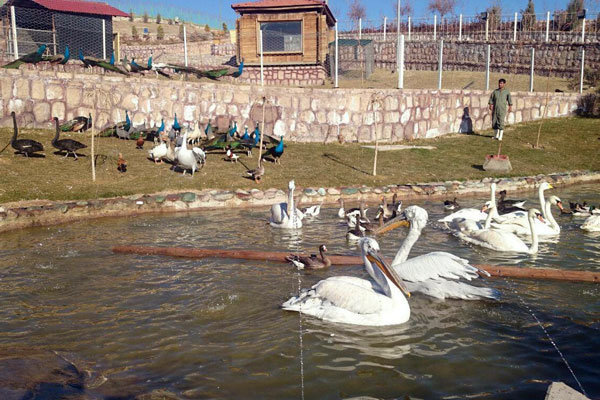 باغ پرندگان دهکده حیات طبیعت باراجین تحت نظارت دامپزشکی قزوین باغ پرندگان دهکده حیات طبیعت باراجین تحت نظارت دامپزشکی قزوین