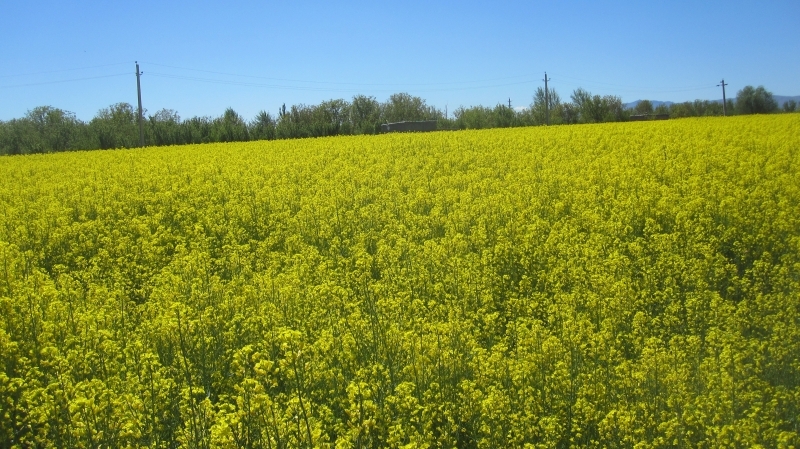 برداشت کلزا از ۷هزار و ۲۰۰ هکتار از مزارع کشاورزی قزوین آغاز شد برداشت کلزا از ۷هزار و ۲۰۰ هکتار از مزارع کشاورزی قزوین آغاز شد
