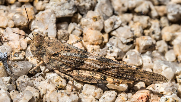 مبارزه با آفت ملخ در سطح ۹ هزار هکتار از اراضی کشاورزی شهرستان قزوین انجام شد مبارزه با آفت ملخ در سطح ۹ هزار هکتار از اراضی کشاورزی شهرستان قزوین انجام شد