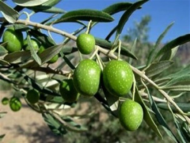 کنترل آفت مگس در باغهای زیتون طارم سفلی قزوین کنترل آفت مگس در باغهای زیتون طارم سفلی قزوین