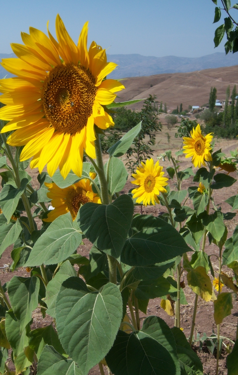 کشت آفتابگردان روغنی در سطح ۱۰ هکتار از اراضی کشاورزی شهرستان آبیک آغاز شد کشت آفتابگردان روغنی در سطح ۱۰ هکتار از اراضی کشاورزی شهرستان آبیک آغاز شد