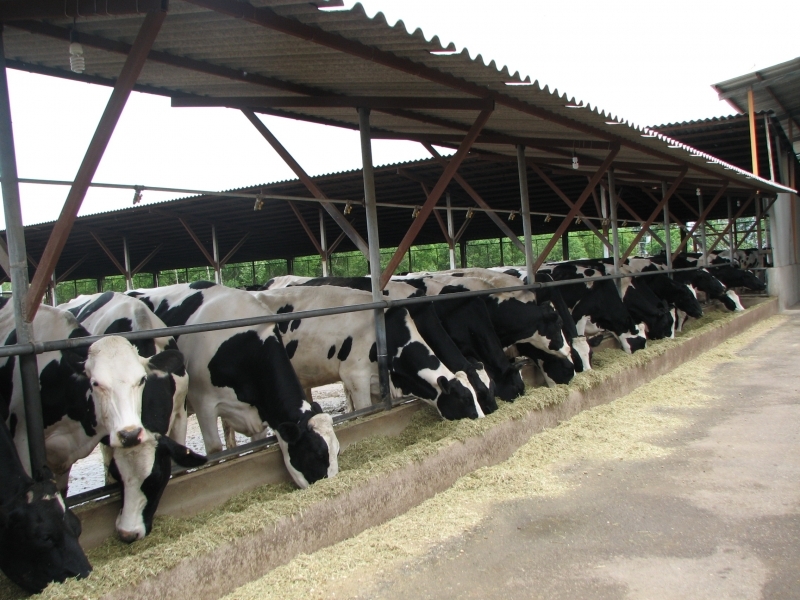 تولید 600 تن گوشت قرمز در شهرستان قزوین تولید 600 تن گوشت قرمز در شهرستان قزوین