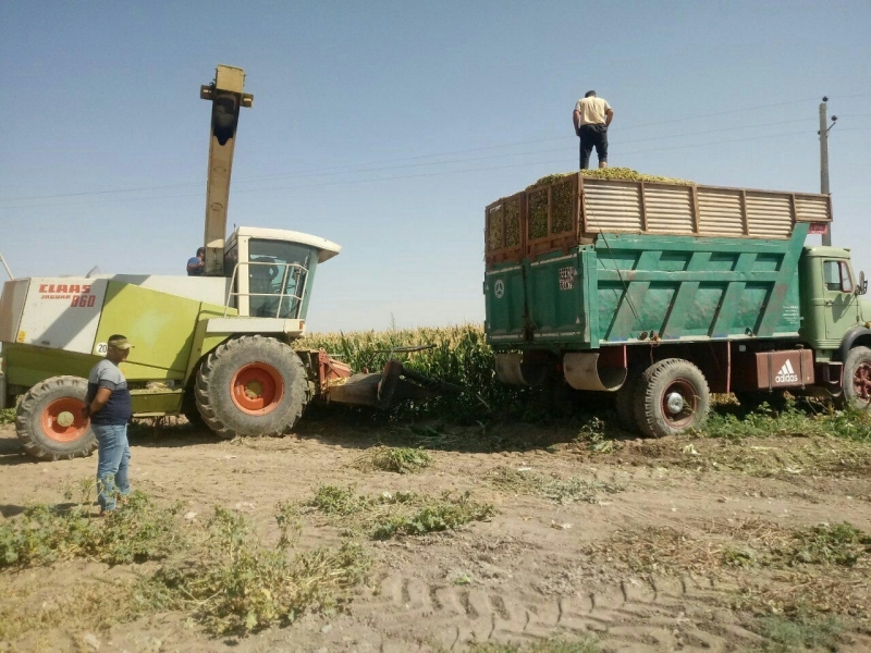 برداشت ذرت علوفه ای از مزارع کشاورزی بوئین زهرا آغاز شد برداشت ذرت علوفه ای از مزارع کشاورزی بوئین زهرا آغاز شد