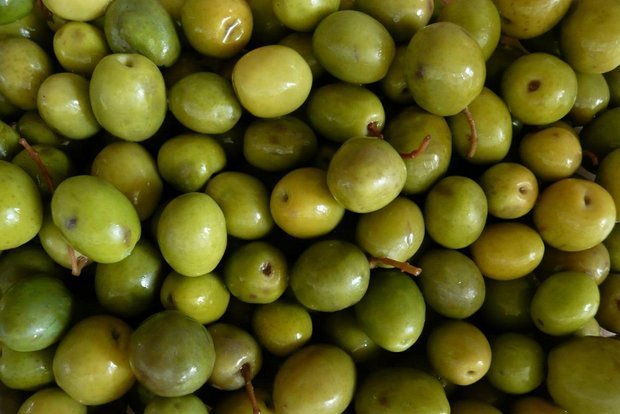 خسارت آفت مگس زیتون در استان کمتر از ۴ درصد خسارت آفت مگس زیتون در استان کمتر از ۴ درصد