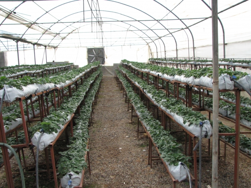 توزیع 44میلیون لیتر سوخت بین بهره برداران بخش کشاورزی قزوین توزیع 44میلیون لیتر سوخت بین بهره برداران بخش کشاورزی قزوین